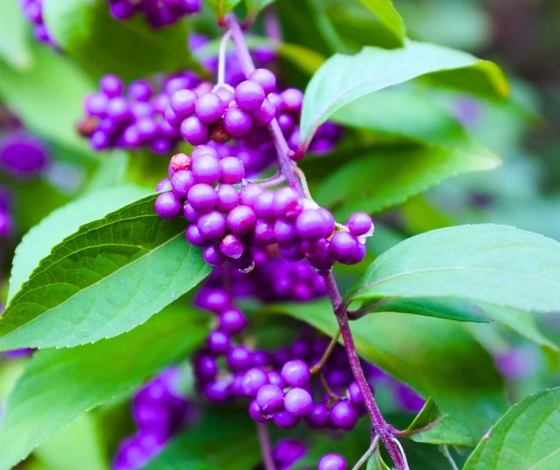 Purple Beautyberry Seeds - Callicarpa Dichotoma - Planting Guide Included