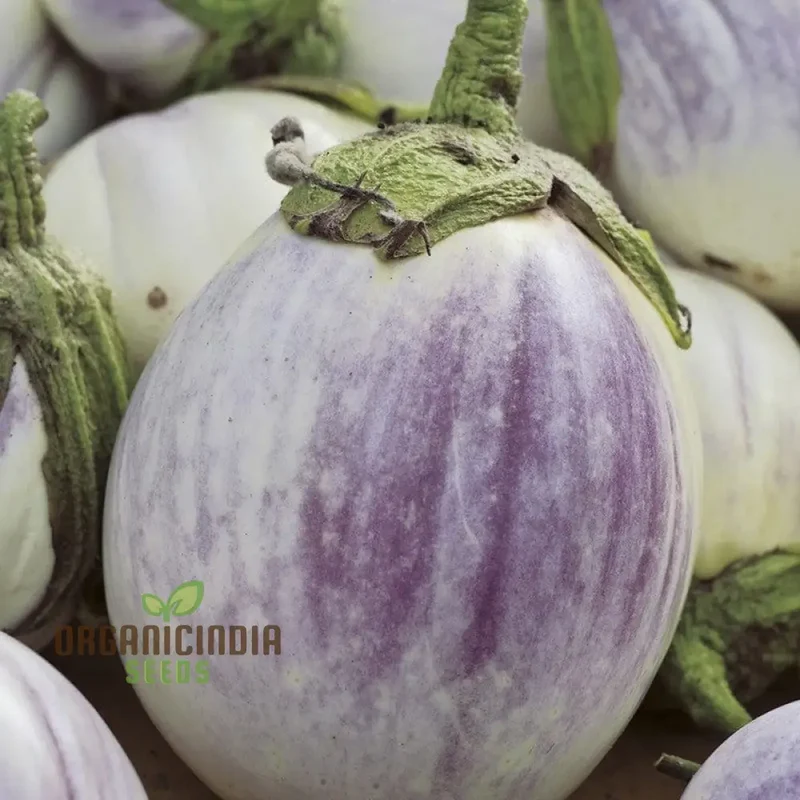 Aubergine Jewel F1 Mix Vegetable Seeds For Planting, Premium Mixed Seeds for High-Yield, Flavorful Aubergines