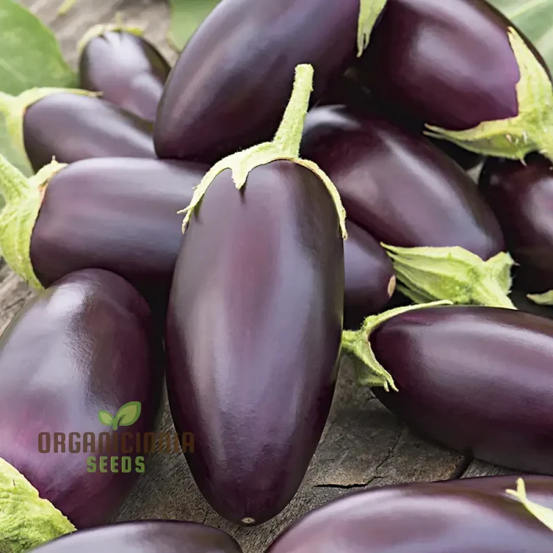 Aubergine Jewel F1 Mix Vegetable Seeds For Planting, Premium Mixed Seeds for High-Yield, Flavorful Aubergines