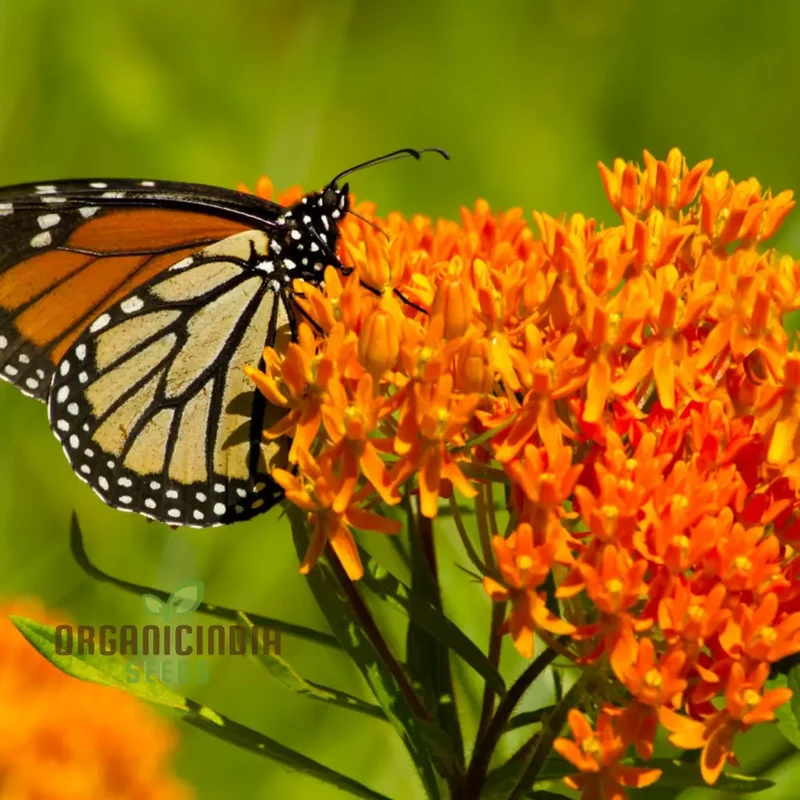 Asclepias Seeds for Butterfly Flower Planting, Easy to Grow Milkweed Seeds
