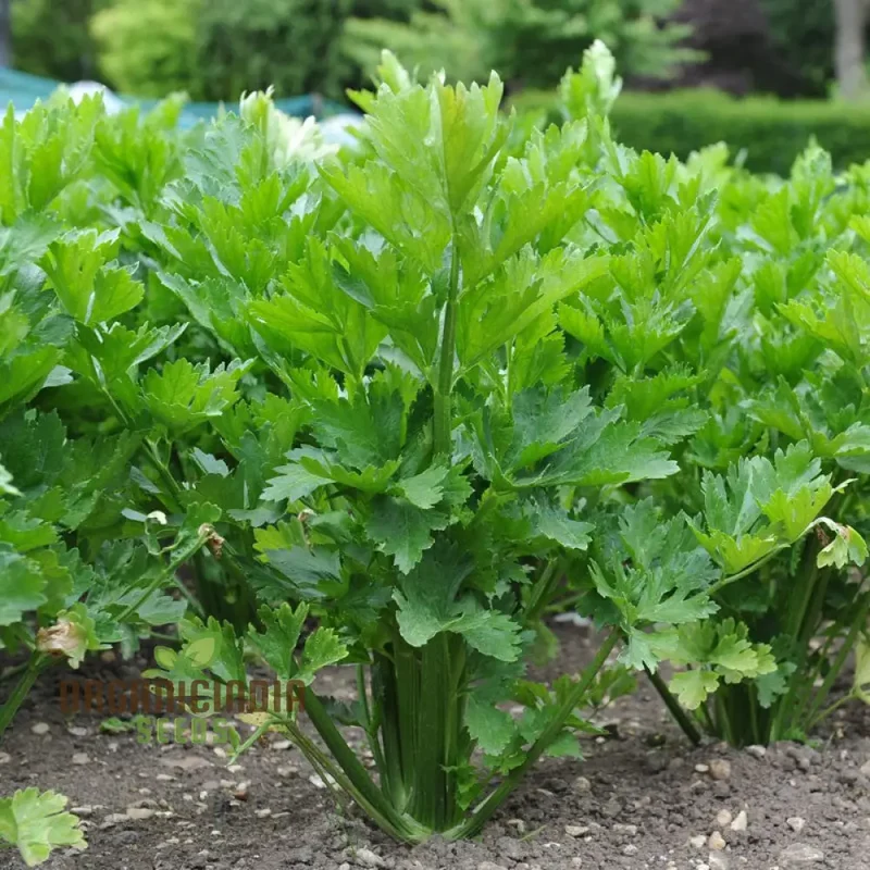 Premium Celery Golden Self Blanching Vegetable Seeds for Planting, High-Quality Seeds for a Lush Garden