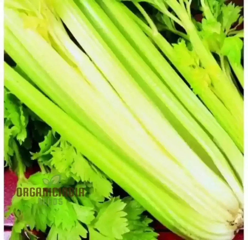 Premium Celery Golden Self Blanching Vegetable Seeds for Planting, High-Quality Seeds for a Lush Garden