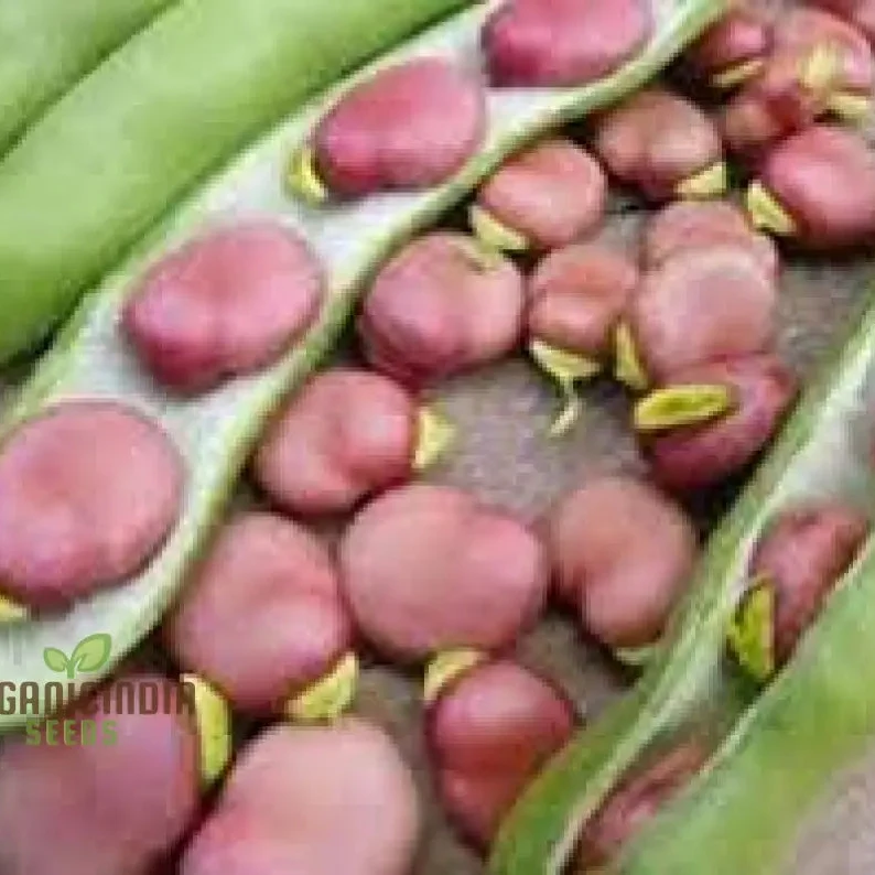 Tripoli Seeds - Premium Quality Seeds for Planting | Buy Organic Tripoli Seeds Online