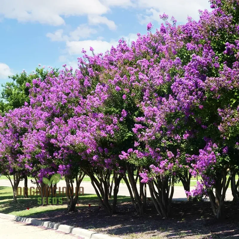 Crepe Myrtle Seeds - Lagerstroemia Indica, Planting Guide Included, Exotic Flowering Tree Seeds