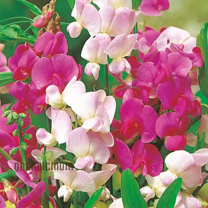 Perennial Sweet Pea Everlasting Mixture Seeds – Climbing Flowers