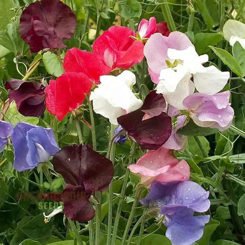 Perennial Sweet Pea Everlasting Mixture Seeds – Climbing Flowers