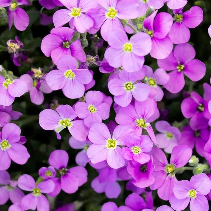 Rockcress Purple Seeds – Aubrieta Ground Cover for Vibrant Garden Borders