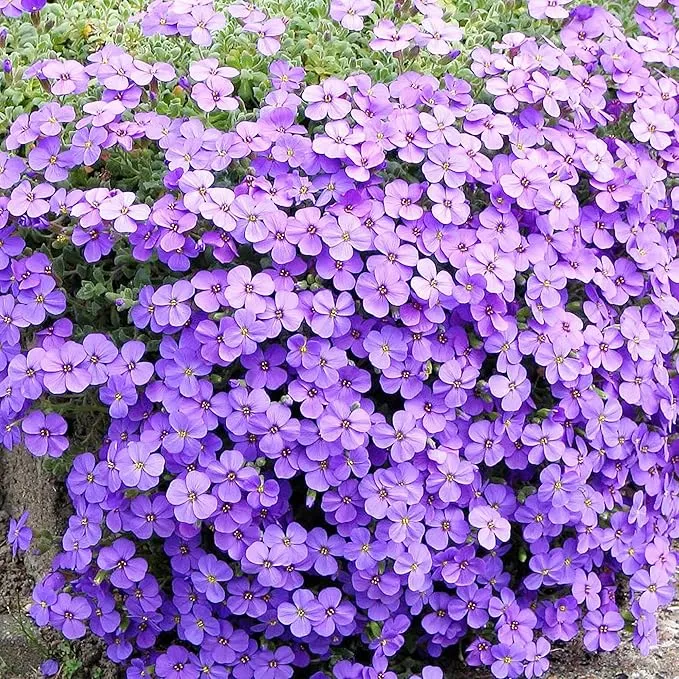 Rockcress Purple Seeds – Aubrieta Ground Cover for Vibrant Garden Borders