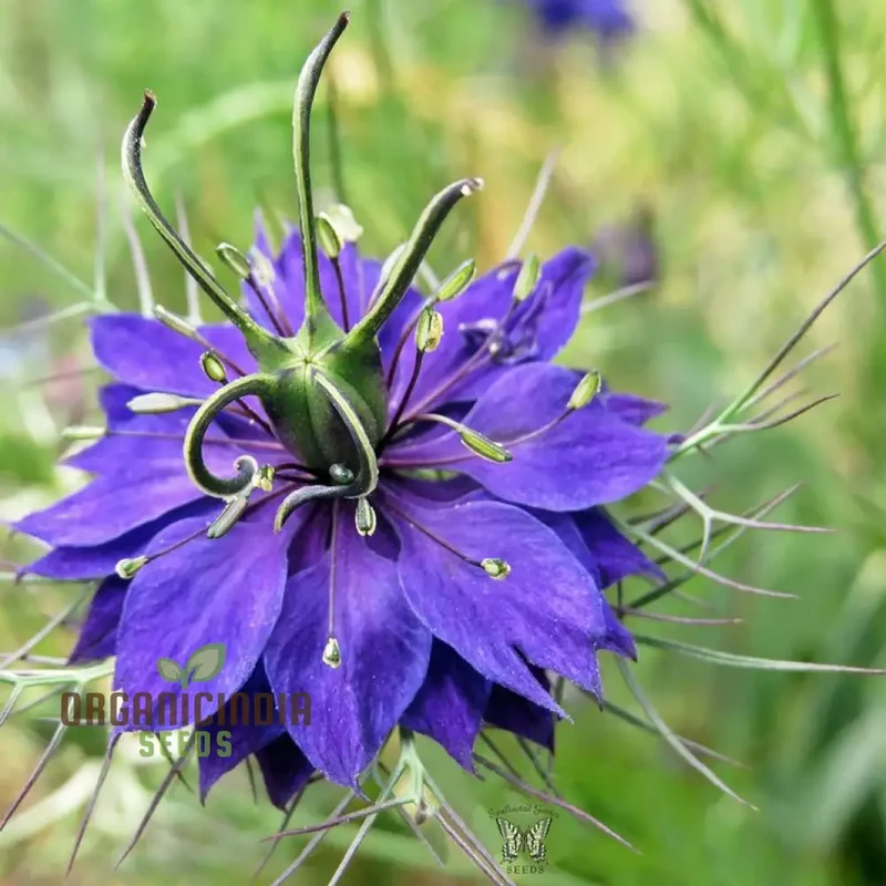 Mist Persian Flower Seeds For Planting, Exotic and Elegant Flower Seeds for a Beautiful Garden