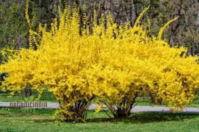 Weeping Forsythia Seeds – Forsythia Suspensa Shrub