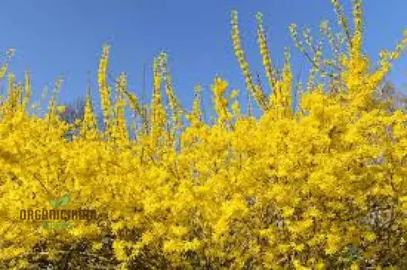 Weeping Forsythia Seeds – Forsythia Suspensa Shrub