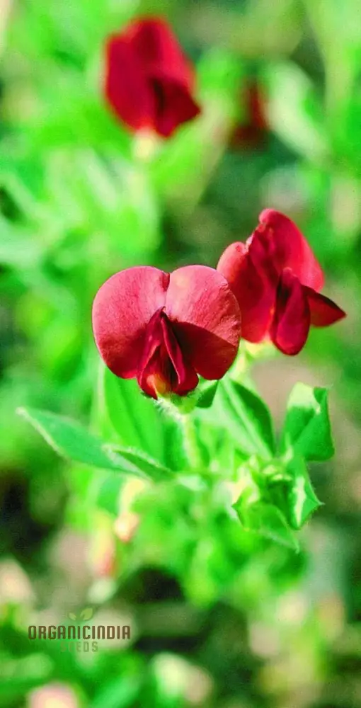 Asparagus Pea Seeds for Planting,Premium Quality Seeds for Home Gardeners