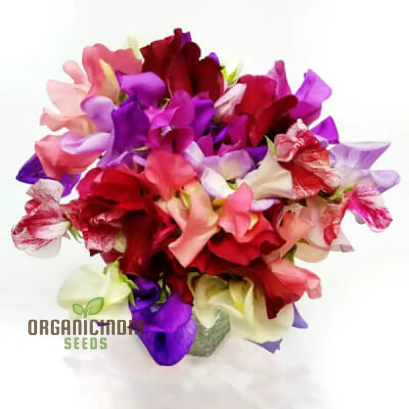 Sweet Pea Incense Mixed Flower Seeds For Planting, Fragrant and Colorful Sweet Pea Seeds for a Stunning Garden Display