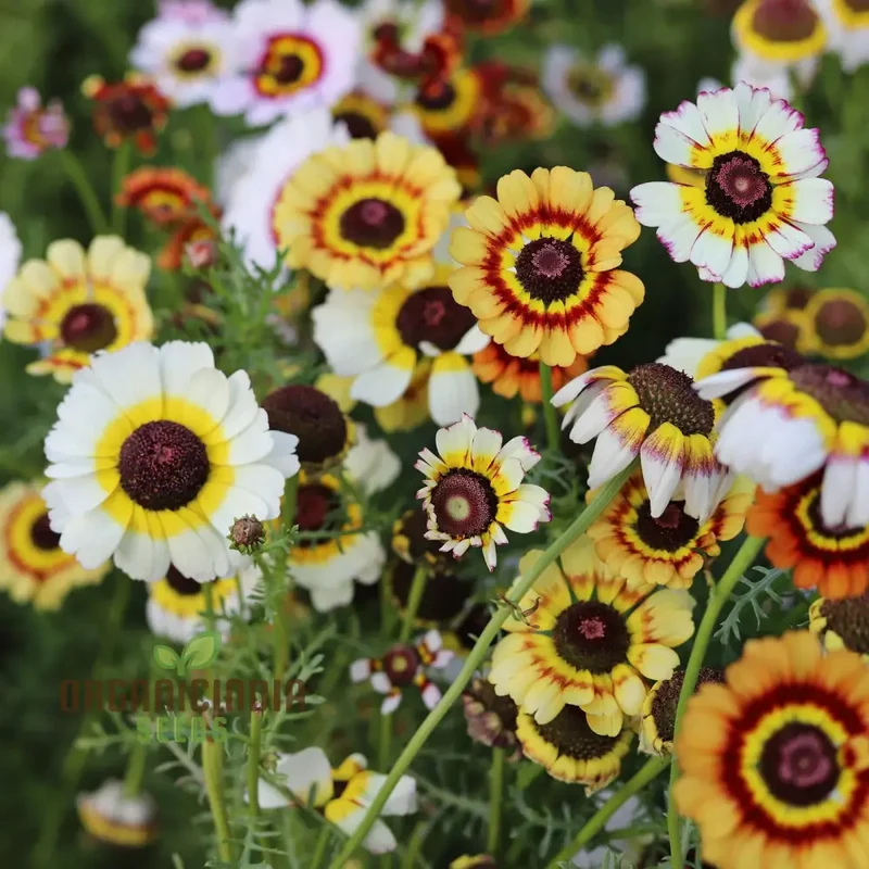 Daisy - Painted Seeds for Vibrant Planting, Enhance Your Garden with Striking Blooms and Easy Growing Tips