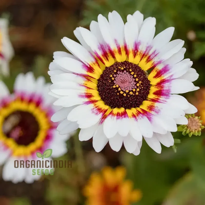 Daisy - Painted Seeds for Vibrant Planting, Enhance Your Garden with Striking Blooms and Easy Growing Tips