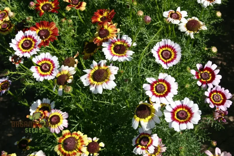 Daisy - Painted Seeds for Vibrant Planting, Enhance Your Garden with Striking Blooms and Easy Growing Tips
