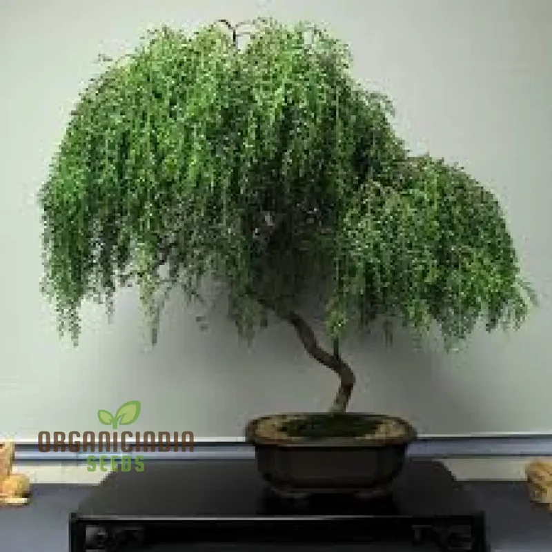 Sticky Wattle - Acacia Howittii Seeds for Gardening Enthusiasts | Premium Quality, Easy to Grow Seeds for Beautiful and Hardy Landscaping