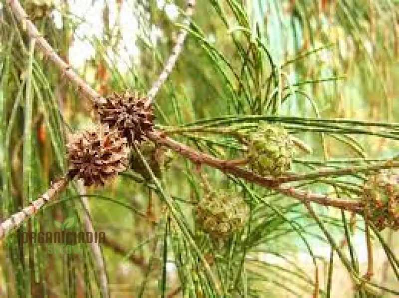 Beach She-Oak Seeds (Casuarina equisetifolia)for Planting -Premium Quality Seeds for Gardening Enthusiasts