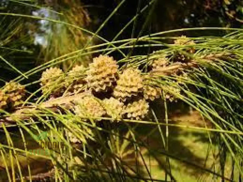 Beach She-Oak Seeds (Casuarina equisetifolia)for Planting -Premium Quality Seeds for Gardening Enthusiasts
