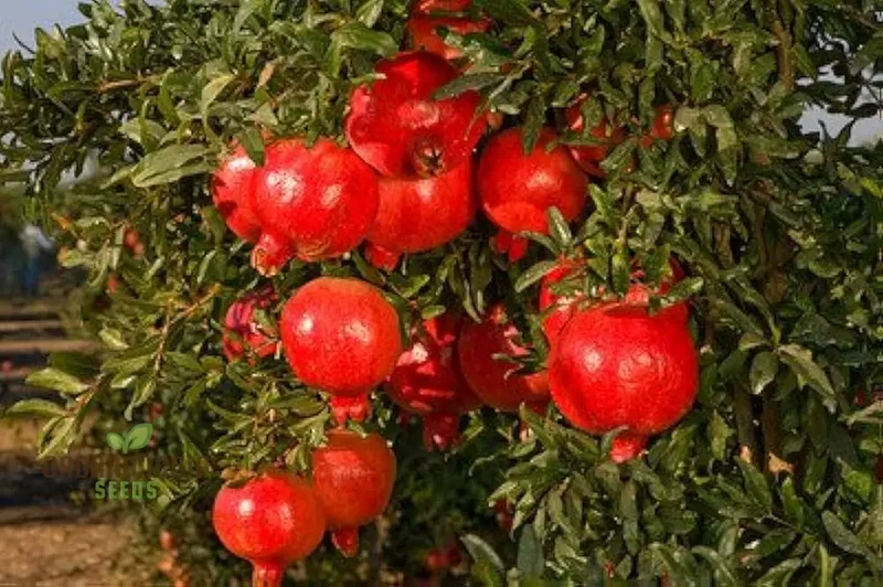 Pomegranate Seeds - Dwarf Variety for Planting and Gardening
