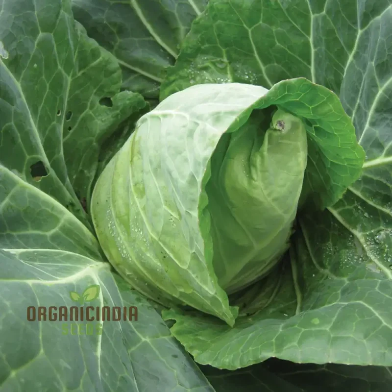 Cabbage Duncan F1 Seeds For Planting - Organic, High Yield, Easy to Grow