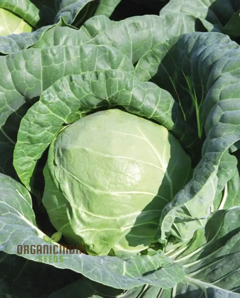 Cabbage Duncan F1 Seeds For Planting - Organic, High Yield, Easy to Grow