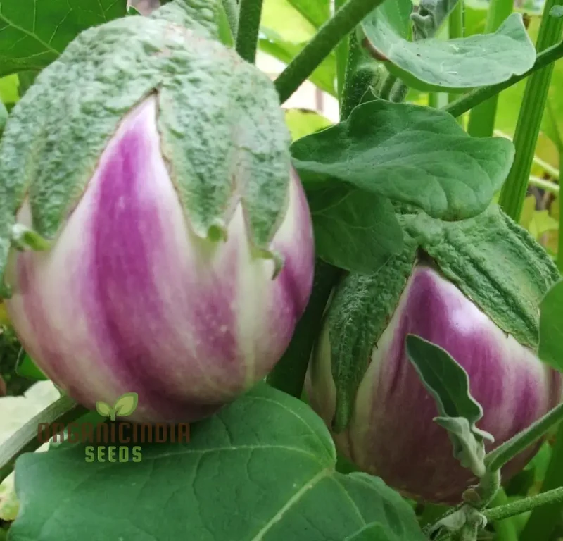 Eggplant Seeds - Rosa Bianca, Organic Seeds for Planting in Your Garden