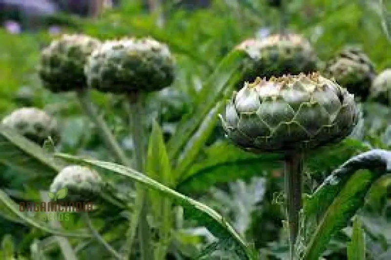 Organic Applemint Seeds for Gardening - Mentha rotundifolia Herb Seed Packet