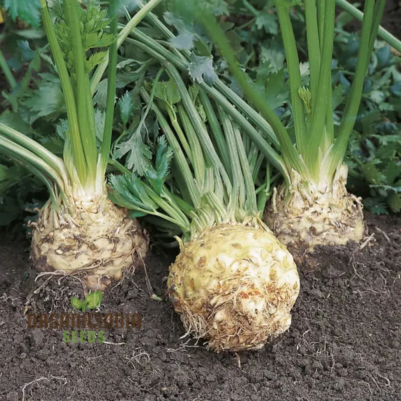 Celeriac Ilona F1 Seeds For Planting, Premium Vegetable Seeds for Growing High-Quality Celeriac with Rich Flavor