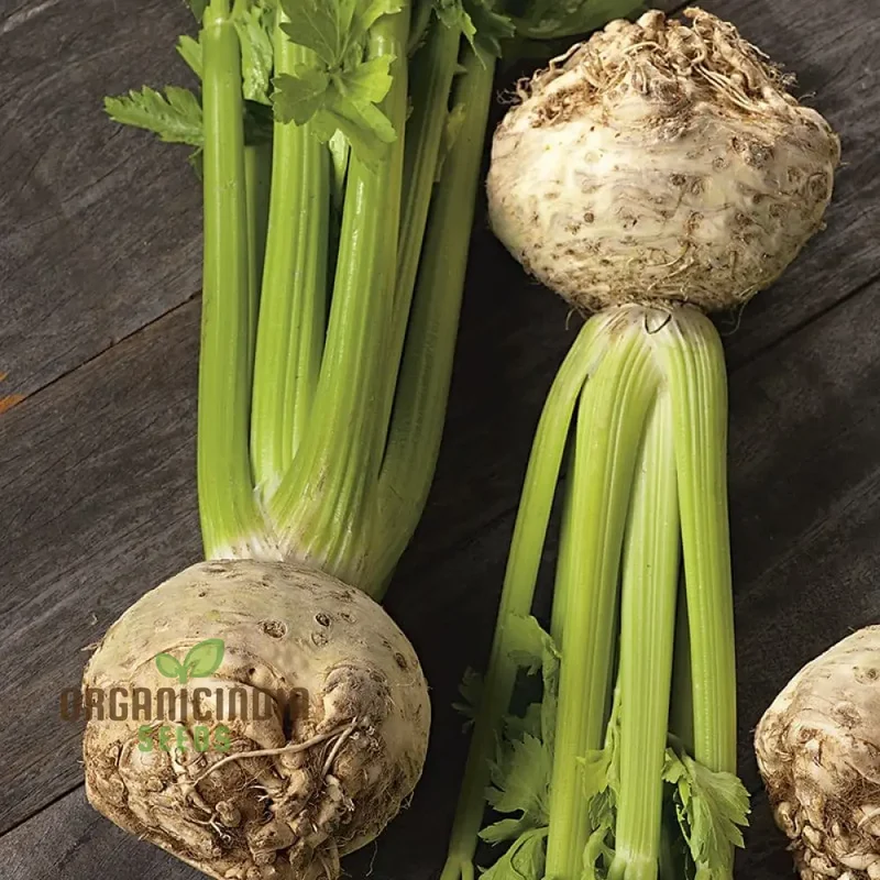 Celeriac Ilona F1 Seeds For Planting, Premium Vegetable Seeds for Growing High-Quality Celeriac with Rich Flavor