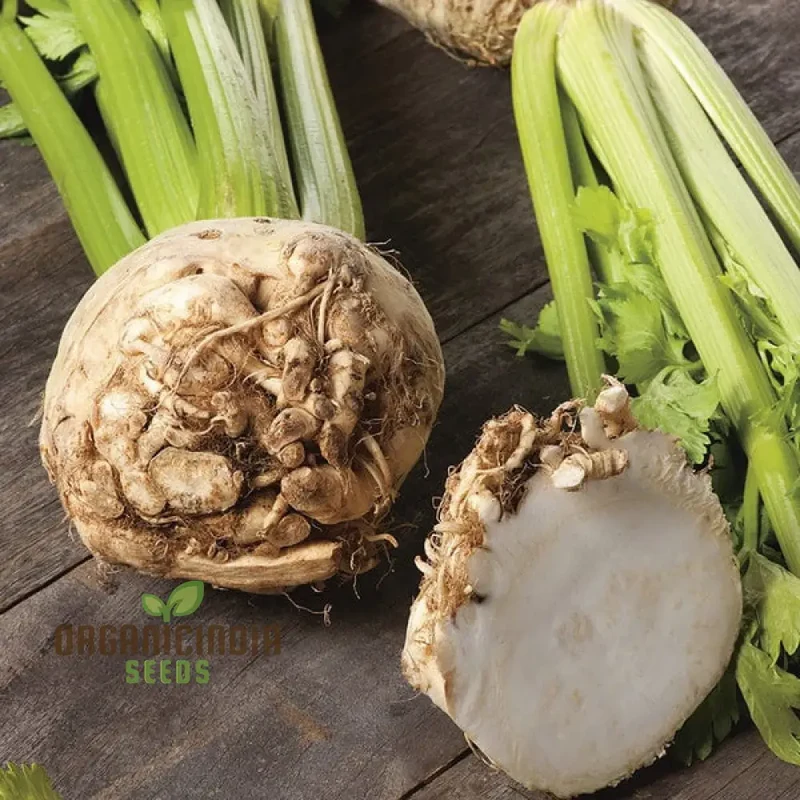 Celeriac Ilona F1 Seeds For Planting, Premium Vegetable Seeds for Growing High-Quality Celeriac with Rich Flavor