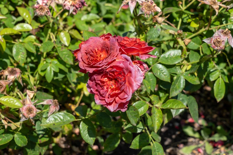 Rosier miniature ‘Midnight Fire’ ( Rosa ‘Midnight Fire’)