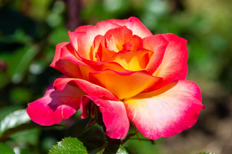 Rosier miniature ‘Rainbow's End’ ( Rosa ‘Rainbow's End’)