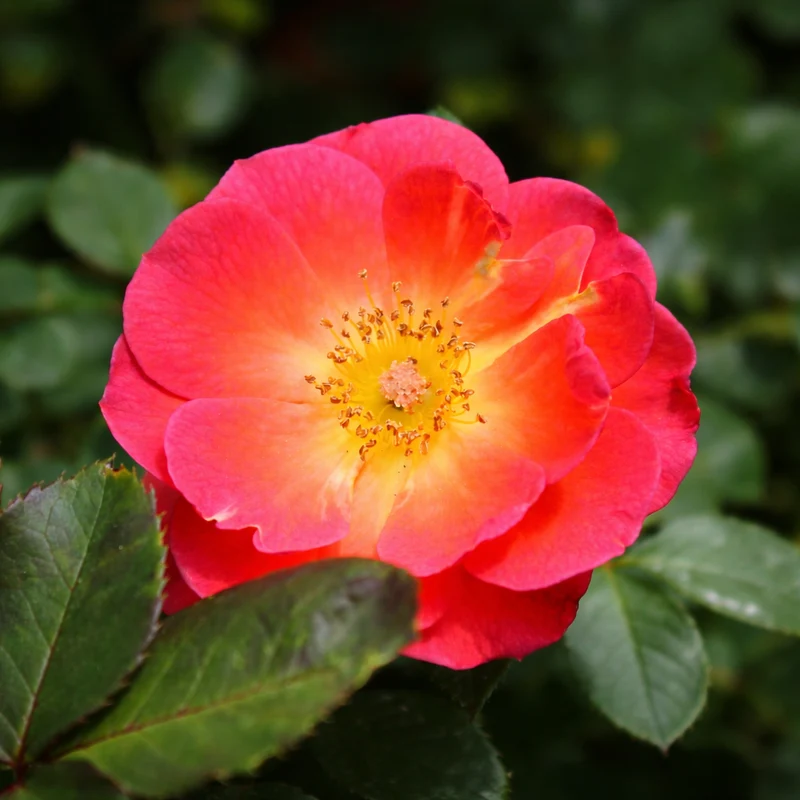 Rosier miniature ‘Smoke Rings’ ( Rosa ‘Smoke Rings’)