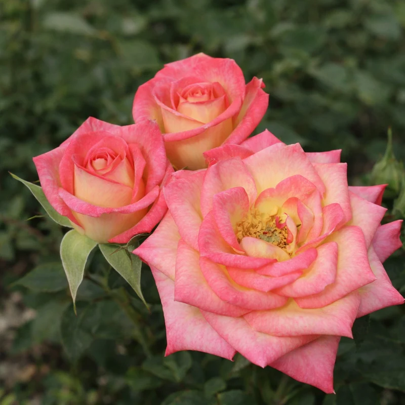 Rosier miniature ‘You're The One’ ( Rosa ‘You're The One’)