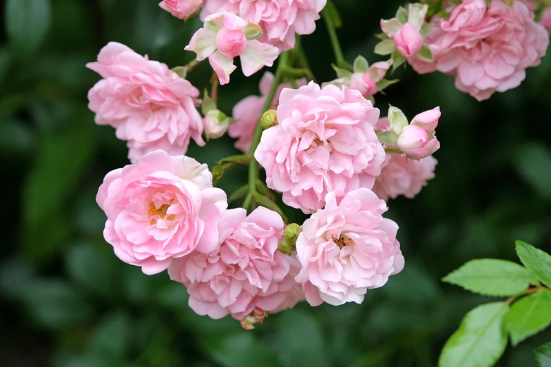 Rosier polyantha ‘The Fairy’ ( Rosa ‘The Fairy’)