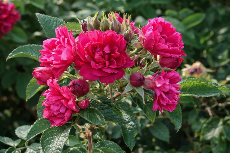 Rosier rugosa ‘F.J. Grootendorst’ ( Rosa rugosa ‘F.J. Grootendorst’)