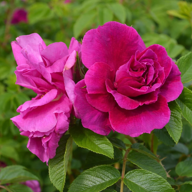 Rosier rugosa ‘Frau Dagmar Hartopp’ ( Rosa rugosa ‘Frau Dagmar Hartopp’)