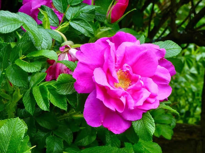 Rosier rugosa ‘Hansa’ ( Rosa rugosa ‘Hansa’)