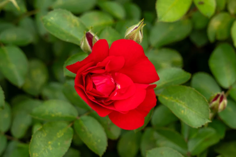 Rosier rugosa ‘Linda Campbell’ ( Rosa rugosa ‘Linda Campbell’)