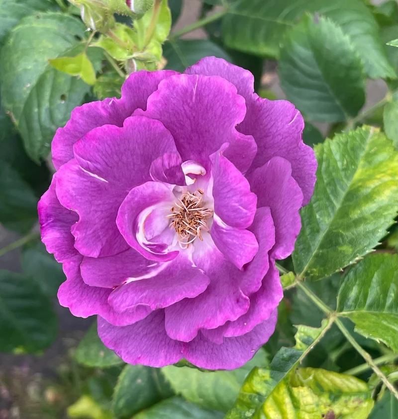 Rosier rugosa ‘Purple Pavement’ ( Rosa rugosa ‘Purple Pavement’)