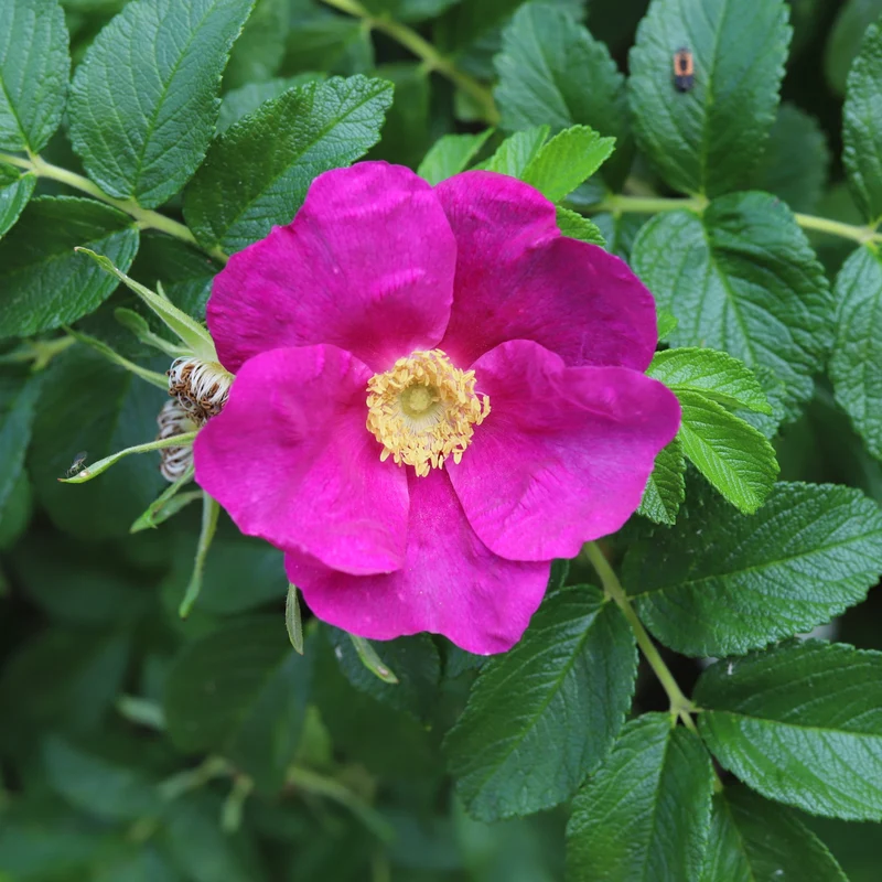 Rosier rugosa ‘Rubra’ ( Rosa rugosa ‘Rubra’)