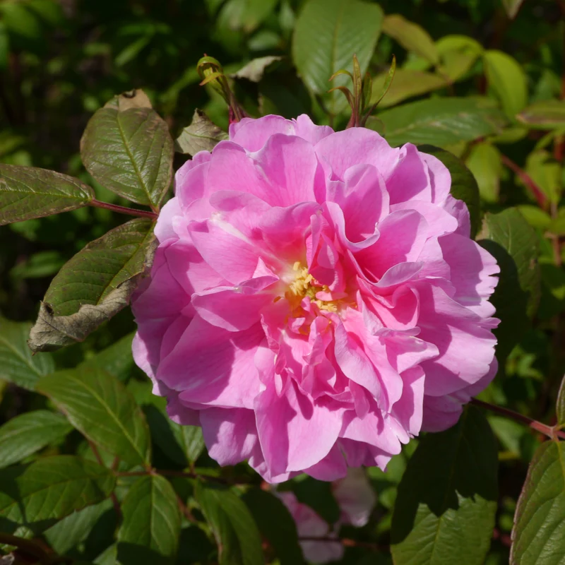 Rosier rugosa ‘Therese Bugnet’ ( Rosa rugosa ‘Therese Bugnet’)