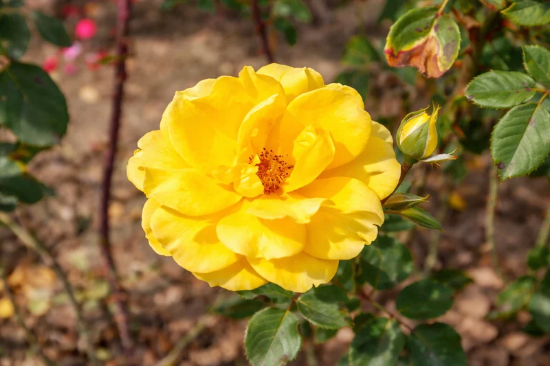 Rosier rugosa ‘Yellow Jacket’ ( Rosa rugosa ‘Yellow Jacket’)