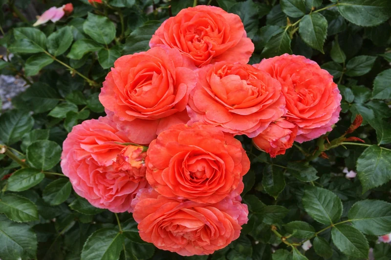 Rosier rustique ‘Anglia Love’ ( Rosa ‘Anglia Love’)