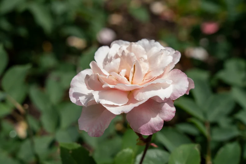 Rosier rustique ‘Belinda's Blush’ ( Rosa ‘Belinda's Blush’)