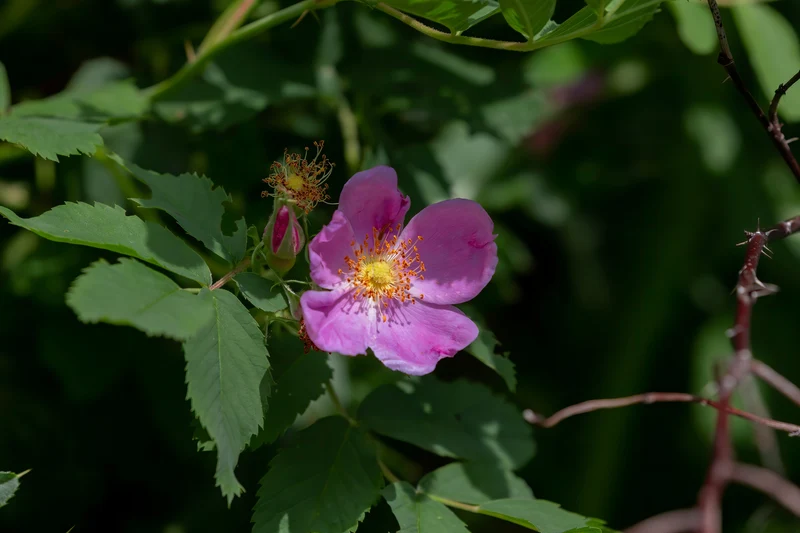 Rosier rustique ‘Blanda’ ( Rosa ‘Blanda’)