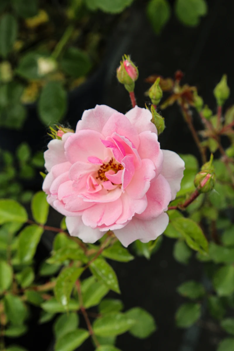 Rosier rustique ‘Bonica’ ( Rosa ‘Bonica’)