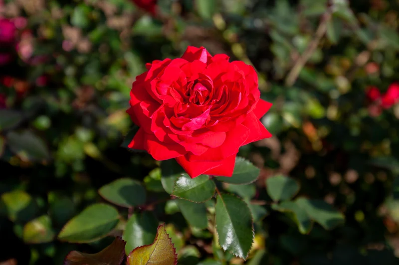 Rosier rustique ‘Canadian Shield’ ( Rosa ‘Canadian Shield’)