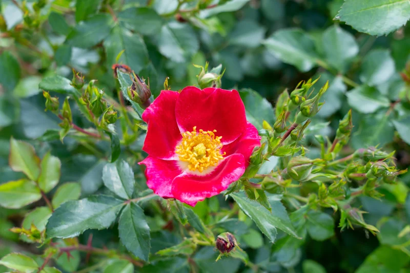 Rosier rustique ‘Carefree Spirit’ ( Rosa ‘Carefree Spirit’)